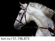 Andalusian grey horse, portrait of a white mare in dark stable background. Андалузская лошадь, портрет белой кобылы чемпиона породы на темном фоне конюшни. Стоковое фото, фотограф Михаил Кондрашов / Фотобанк Лори