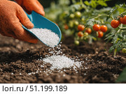 Farmer pours grain fertilizers on the soil. Person applying mineral fertilizer blue granules to green tomato plant. Eco vegetable garden. Agriculture industry, development, economy investment growth. Стоковое AI-изображение, AI-художник Марина Демидюк / Фотобанк Лори