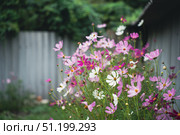Joyful white purple pink flowering ornamental plants in green summer garden by fence. Стоковое фото, фотограф irisff / Фотобанк Лори