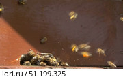 Roy of bees flies into a beehive. Стоковое видео, видеограф Михаил Коханчиков / Фотобанк Лори