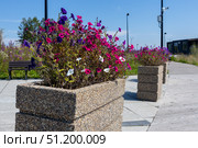 Magnitogorsk, Russian Federation - August 24, 2025: Vibrant flower planters with colorful blooms lining a modern urban pathway in a serene resort setting, showcasing nature's beauty and tranquility. Редакционное фото, фотограф Ирина Ручушкина / Фотобанк Лори