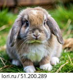 Adorable Mini Lop Rabbit Sitting in a Garden During the Day. Generative AI. Стоковое AI-изображение, AI-художник Roman Zavorotny / Фотобанк Лори