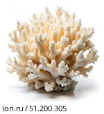 White Coral Specimen On A White Background. Generative AI. Стоковое AI-изображение, AI-художник Roman Zavorotny / Фотобанк Лори