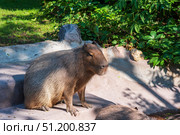 Capybara Hydrochoerus hydrochaeris in a zoo outdoor. Стоковое фото, фотограф Евгений Харитонов / Фотобанк Лори