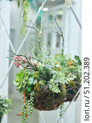 A decorative basket hangs near the mirrored surface. There are live cacti and succulents in the basket. Interior decor. Стоковое фото, фотограф Наталия Кирсанова / Фотобанк Лори
