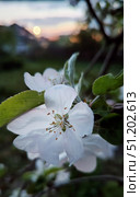 Spring flowers on the trees. Natural beauty. Стоковое фото, фотограф Наталия Кирсанова / Фотобанк Лори