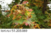 bright autumn maple leaves in a light breeze. Стоковое видео, видеограф Алексей Сергеев / Фотобанк Лори