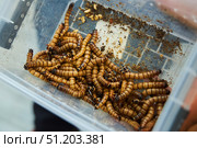 Lots of big worms in a box. An exotic animal. Стоковое фото, фотограф Наталия Кирсанова / Фотобанк Лори
