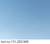 Lots of birds in the sky. Crows or rooks. Стоковое фото, фотограф Наталия Кирсанова / Фотобанк Лори