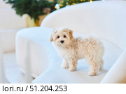 A puppy of a Maltipu breed dog. A hybrid of a poodle and a Maltese lapdog. Стоковое фото, фотограф Наталия Кирсанова / Фотобанк Лори