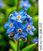 Close-Up of Delicate Forget-Me-Nots in Full Bloom. Generative AI. Стоковое AI-изображение, AI-художник Roman Zavorotny / Фотобанк Лори