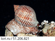 Giant Tun Snail Leisurely Strolls Across a Coral Reef in the Red Sea. Стоковое фото, фотограф Aleksandr Golubev / Фотобанк Лори