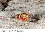 Tiny Predator Camouflaged on the Sandy Seabed of the Red Sea. Стоковое фото, фотограф Aleksandr Golubev / Фотобанк Лори