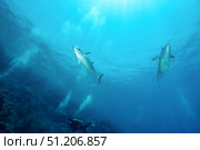 Dancing Tunas and Diver Explore Vibrant Marine Life in the Red Sea. Стоковое фото, фотограф Aleksandr Golubev / Фотобанк Лори