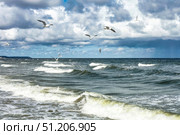Turbulent Sea Under a Cloudy Sky as Seabirds Fly Over the Baltic Coast. Стоковое фото, фотограф Aleksandr Golubev / Фотобанк Лори