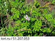 Цветущий картофель на огороде, лето, июль. Стоковое фото, фотограф Андрей Цыганков / Фотобанк Лори