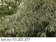 Ветка лоха узколистного или олеастр (лат. Elaeagnus angustifolia) с мелкими ворсистыми плодами. Стоковое фото, фотограф Наталья Сухорукова / Фотобанк Лори