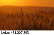 Spider and cobweb on the ears of wheat at sunset. Стоковое видео, видеограф Михаил Коханчиков / Фотобанк Лори