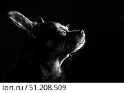 Силуэт собаки (чихуахуа, той терьер), гордо смотрящей вверх, в студийном свете на черном фоне. Стоковое AI-изображение, AI-художник Кирилл Сиротюк / Фотобанк Лори