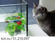 Portrait of a gray cat watching fish in an aquarium in an apartment, close-up. Стоковое фото, фотограф Кашапова Эльвира / Фотобанк Лори