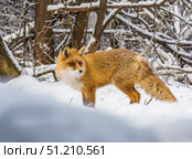 Лисица бродит по снегу в поисках мышей. Стоковое фото, фотограф Александр Подмарёв / Фотобанк Лори