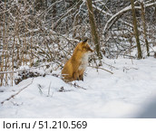 Лисица бродит по снегу в поисках мышей. Стоковое фото, фотограф Александр Подмарёв / Фотобанк Лори