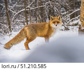 Лисица бродит по снегу в поисках мышей. Стоковое фото, фотограф Александр Подмарёв / Фотобанк Лори