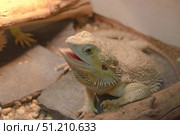 Портрет бородатой агамы (Pogona vitticeps) Стоковое фото, фотограф Евгений Капранов / Фотобанк Лори