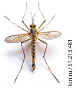 Close-Up of a Brown Mosquito on a White Background. Generative AI. Стоковое AI-изображение, AI-художник Roman Zavorotny / Фотобанк Лори