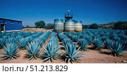 Agave Plants in a Field Near a Tequila Production Facility in Mexico. Generative AI. Стоковое AI-изображение, AI-художник Roman Zavorotny / Фотобанк Лори