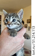 A close-up shot of a small tabby kitten being held in arms. The kitten has large, expressive eyes with a curious look, soft fur with a distinctive tiger pattern, white whiskers and a dark nose. It looks wary but calm. The photo conveys the tenderness of the moment of communication between a person and an animal, emphasizing the trust and fragility of a small life. The background is slightly blurred, which focuses attention on the kitten's face. Стоковое фото, фотограф Анна Кривицкая / Фотобанк Лори