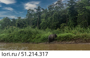 The pygmy elephant gets out of the river. The animal climbs onto a clay bank. View from the back. Thickets of tall green grass on the shore. Rain forest trees against a blue sky, clouds. Malaysia. Стоковое фото, фотограф Вера Ивановна Кубарева / Фотобанк Лори