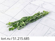 Fresh green estragon aroma stem. Стоковое фото, фотограф Андрей Старостин / Фотобанк Лори