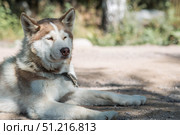 Close-up of a husky dog's head with a blurred background. The dog's fur is gray-brown. The dog is looking directly at the camera. Стоковое фото, фотограф Photojuli / Фотобанк Лори