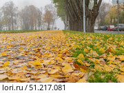 A path dotted with leaves in the city. Стоковое фото, фотограф Siarhei Starastau / Фотобанк Лори