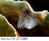 White Christmas Tree Worms, Key Largo, Florida. Michael Wood/Stocktrek Images/TASS. Стоковое фото, агентство ТАСС / Фотобанк Лори