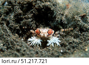 A tiny boxer crab (Lybia tessellata), Tulamben, Bali, Indonesia. VW Pics/Stocktrek Images/TASS. Стоковое фото, агентство ТАСС / Фотобанк Лори