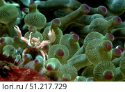 Anemone crab, Tulamben, Bali, Indonesia. VW Pics/Stocktrek Images/TASS. Стоковое фото, агентство ТАСС / Фотобанк Лори