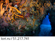 Reefscape full of gorgonians and sea sponges at Palancar reef in Caribbean Sea, Mexico. VW Pics/Stocktrek Images/TASS. Стоковое фото, агентство ТАСС / Фотобанк Лори