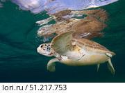 Green sea turtle (Chelonia mydas) taking a breath on the surface in Akumal bay, Mexico. VW Pics/Stocktrek Images/TASS. Стоковое фото, агентство ТАСС / Фотобанк Лори