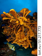 Reefscape full of sea sponges and a porkfish at Palancar reef in Caribbean Sea, Mexico. VW Pics/Stocktrek Images/TASS. Стоковое фото, агентство ТАСС / Фотобанк Лори