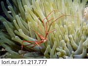Yellowline arrow crab with sea anemone, Cayman Islands. VW Pics/Stocktrek Images/TASS. Стоковое фото, агентство ТАСС / Фотобанк Лори