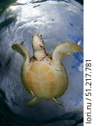 Green sea turtle (Chelonia mydas) taking a breath on the surface in Akumal bay, Mexico. VW Pics/Stocktrek Images/TASS. Стоковое фото, агентство ТАСС / Фотобанк Лори