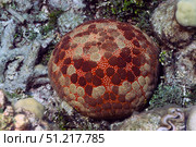 Cushion sea star, (Culcita novaeguineae), Solomon Islands. VW Pics/Stocktrek Images/TASS. Стоковое фото, агентство ТАСС / Фотобанк Лори