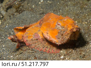 Flasher scorpionfish, Lembeh Strait, Indonesia. VW Pics/Stocktrek Images/TASS. Стоковое фото, агентство ТАСС / Фотобанк Лори
