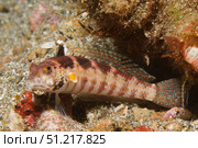 Blackfin sandperch (Parapercis snyderi), Lembeh Strait, Indonesia. VW Pics/Stocktrek Images/TASS. Стоковое фото, агентство ТАСС / Фотобанк Лори
