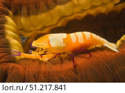 Emperor shrimp lives on a sea cucumber, Lembeh Strait, Indonesia. VW Pics/Stocktrek Images/TASS. Стоковое фото, агентство ТАСС / Фотобанк Лори