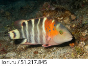 Redbreasted wrasse (Cheilinus fasciatus), Lembeh Strait, Indonesia. VW Pics/Stocktrek Images/TASS. Стоковое фото, агентство ТАСС / Фотобанк Лори