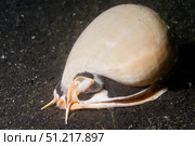 Grey bonnet (Phalium glaucum), Lembeh Strait, Indonesia. VW Pics/Stocktrek Images/TASS. Стоковое фото, агентство ТАСС / Фотобанк Лори