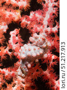 Pygmy seahorse hidden against soft coral, Lembeh Strait, Indonesia. VW Pics/Stocktrek Images/TASS. Стоковое фото, агентство ТАСС / Фотобанк Лори